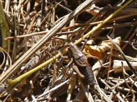 Scho wider e Grille mit nu no füf Bäi