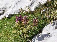 "Läusekraut" bisst eim scho bim oluege