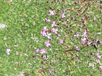 Kalk-Polsternelke, früener Stengelloses Leimkraut