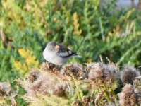 Schneesperling früener Schneefink