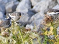Schneeäschpatze hen gern Dischtlesume