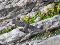 Alpebrunelle flügt oo