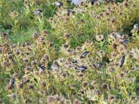 S het söefel ko, i hos gär nid in Fotiapperat ihi brocht