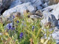 Dr Isehuet hens in Ruhe gluu