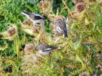 Diä hen mer eso gfalle