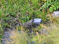 Nomol d Alpebrunelle