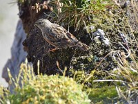 jetz flügt si den witer