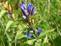 denn gohts ufwärts am Enzian verbei (Kreuzblättriger E)