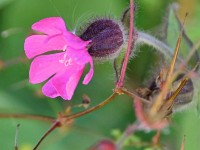 Rossnägeli (Rote Waldnelke) worschinnli e ♀, d ♂ hen nid so diggi Büch