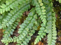 Grünstieliger Streifenfarn