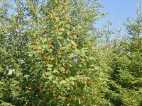 Vogelbeeri (Eberesche)