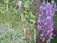 Mittlerer Wegerich, dr Wegerich mit dr schöenscht Blüete