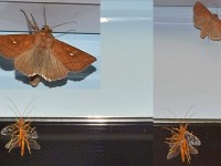 Am Spiegel hongen no Viecher aber si stöerenis nid