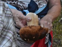 En schöäne Stäipilz